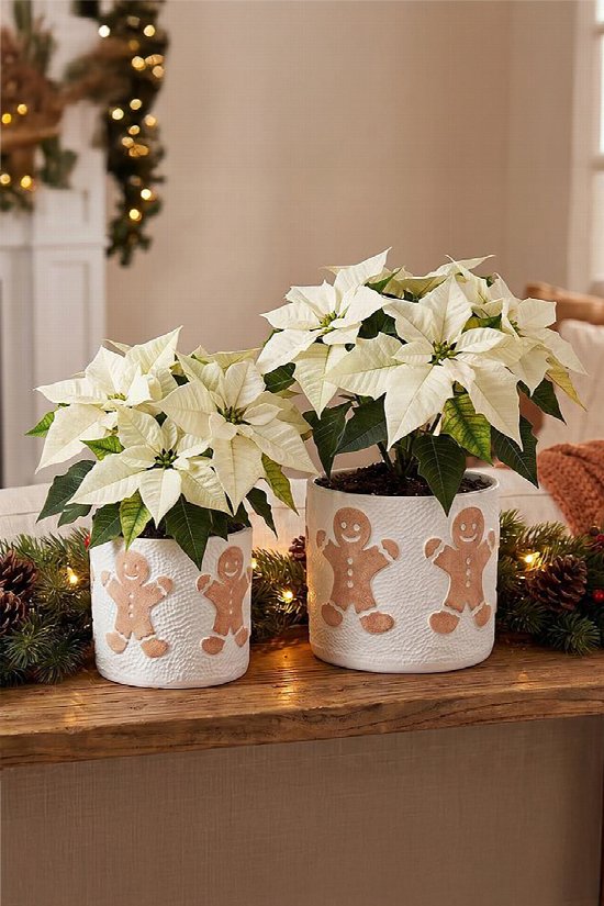 Gingerbread Planter Small 2